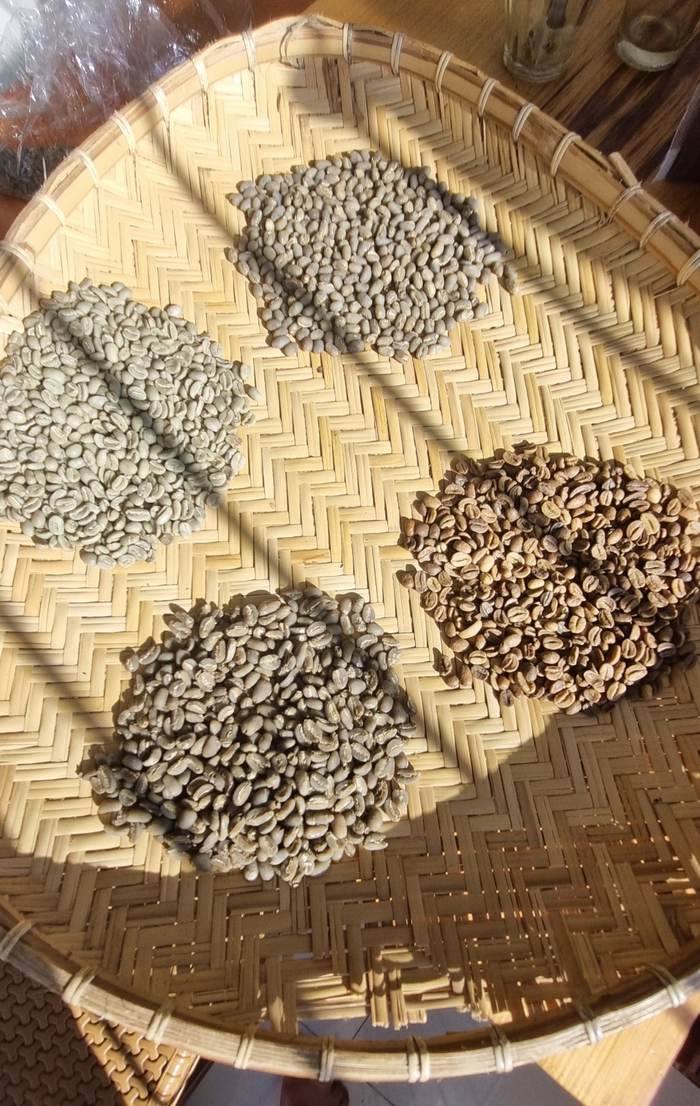 Green bean grading samples on a bamboo tray